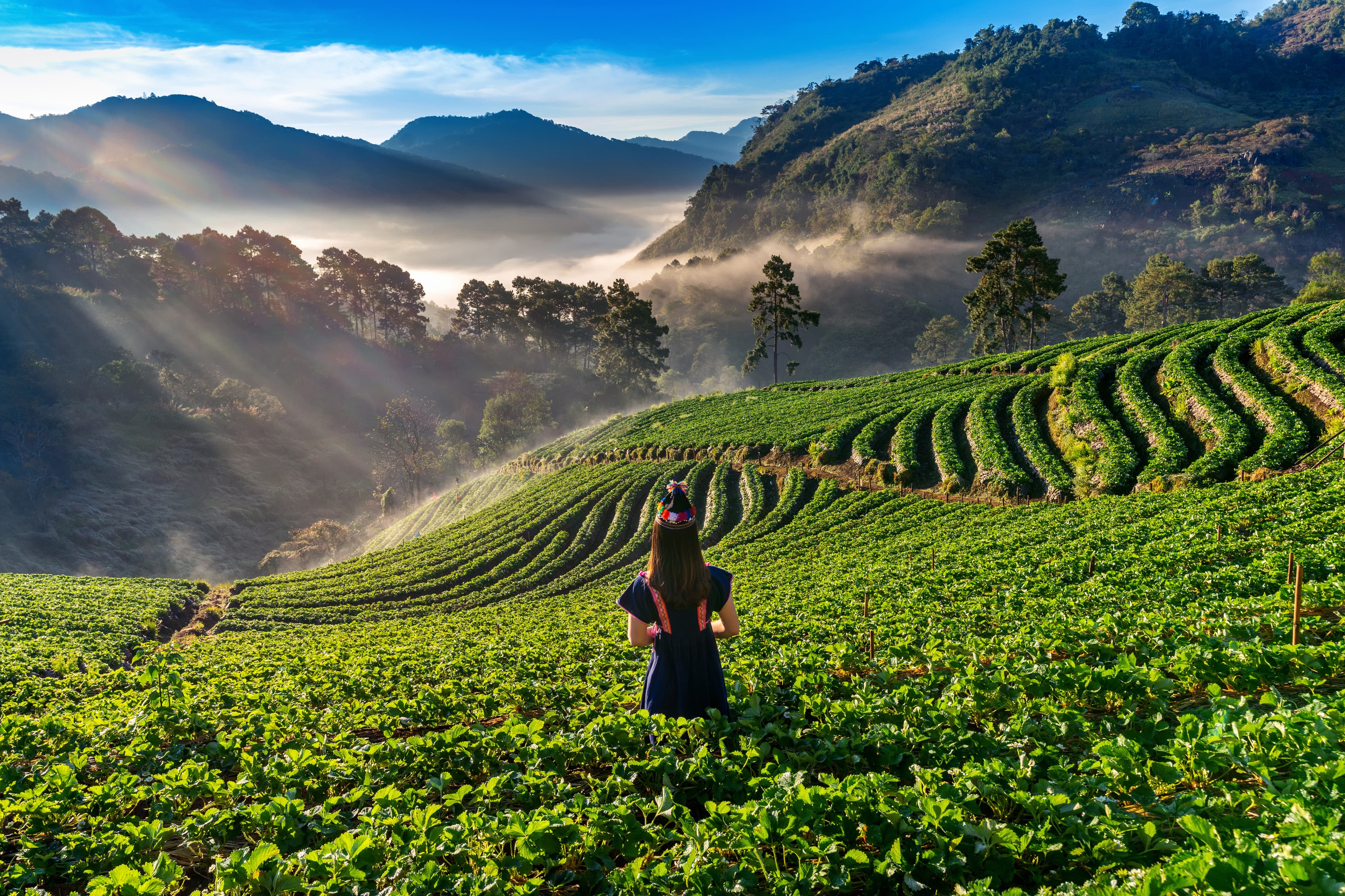 Darjeeling Hill Retreat Tour